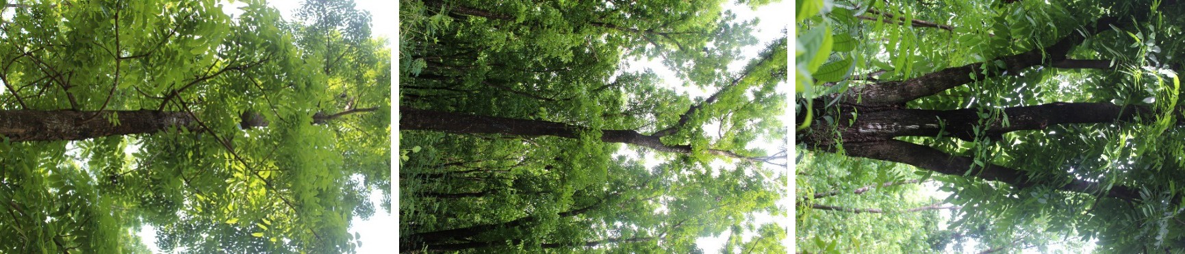Figure 6: Sample of tree marking.
