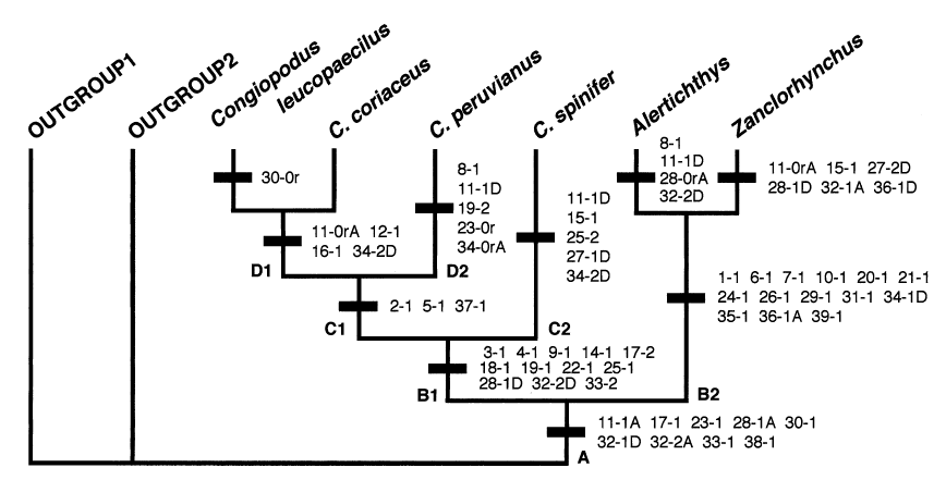 Figure 1: Phylogenetic relationships of the family Congiopodidae sensu Honma, Imamura, et al. [16] (Figures 1&2).