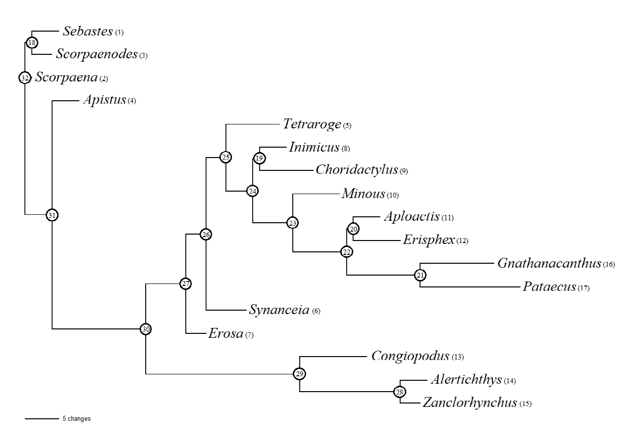 Figure 2: Phylogenetic relationships of the superfamily Congiopodoidea.