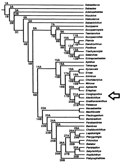 Figure 3: Phylogenetic relationships of the superfamily Scorpaenoidea sensu Imamura H [21]. The fish of the group under discussion are shown by an arrow.