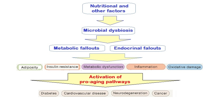 Figure 2: Microbial dysbiosis and metabolic and endocrinal fallouts and activation of pro-aging pathways.