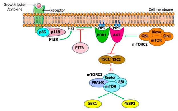 Figure 1: Courtesy ref no-7-Simplified PI3K/PTEN/AKT signaling pathways discussed in the present paper.
