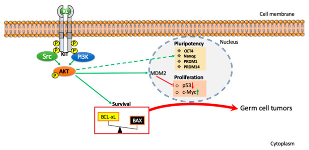Figure 2: Stability along with nuclear localization resulted in repression of p53 phosphorylation needed for its activation.