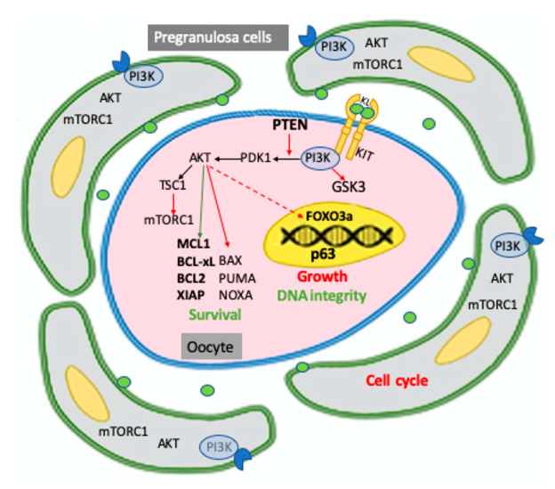 Figure 3: Courtesy ref no-7-Schematic representation of PI3K/PTEN/AKT signaling pathways identified, mainly in the mouse, in the two components of the primordial follicle, pregranulosa cells, and oocyte, and of their major targets involved in maintaining the dormancy of the follicle including cell cycle in pregranulosa cells and survival, growth, and DNA integrity in the oocyte. As extensively discussed in the test, pregranulosa cells are arrested in the reversible GO cell cycle stage while the oocyte within the primordial follicle is maintained in a quiescent status, requiring the prevalence of survival upon proapoptotic factors, preservation of DNA integrity, and the inhibition of transcription necessary to its growth. In oocytes, all or a relevant part of these activities require the basal level of PI3K/AKT activity finely regulated by the KL/KIT system and PTEN. Activation or inhibition of AKT on its substrates are represented as green and red arrows, respectively; the inhibitory action of AKT on FOXO3a is represented with a dotted arrow since it is exerted only after oocyte activation. According to a current model, not illustrated in the figure, but reported in the test, signals from the microenvironment able to activate the PI3K/AKT/ mTORC1 pathways in the pregranulosa cells reverse GO to the G1 stage and increment the production and release of factors, among these KL, which also incremented the PI3K/ AKT/mTORC1 activity in the oocyte, leading to increased protein synthesis and removing the FOXO3a inhibition on its growth; in turn, the growing oocyte releases factors such as BMP15 and GDF9, which stimulate pregranulosa cell proliferation and their maturation into granulosa cells.