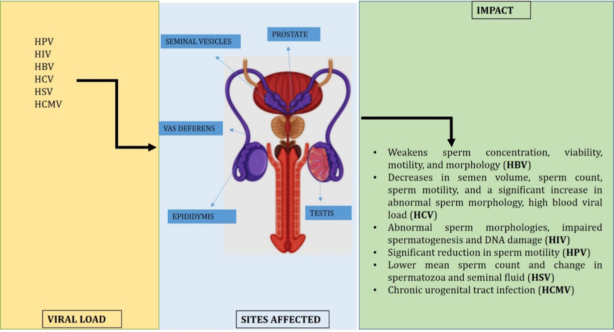 Figure 1: Affected sites and impact of viral load on male reproductive system.