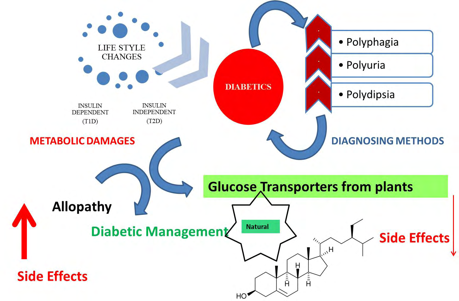 Figure 1: Role of Beta-sitosterol in diabetic Management.