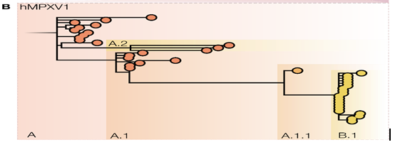 Figure 3: COVID cases updates by WHO.