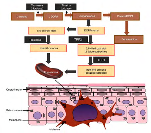 Figure 2: Schematic representation of the action of tyrosinase on melanogenesis.