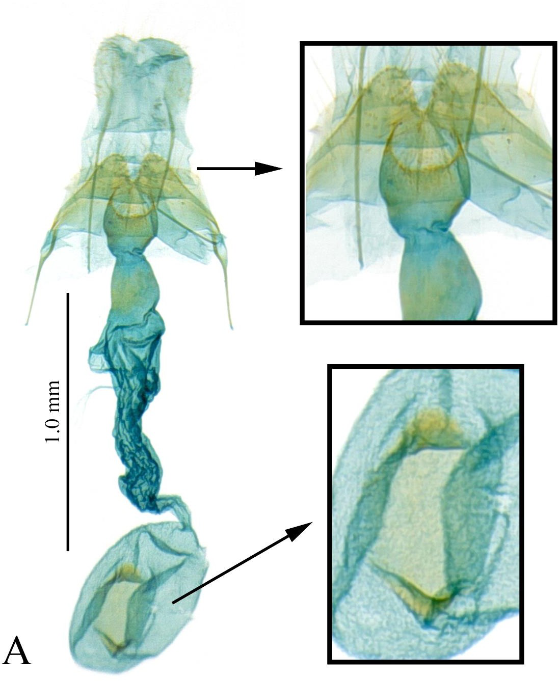 Figure 6: A, female genitalia of Thubdora muhezaica Park, sp. nov., gen. slide no. CIS-7286, holotype.