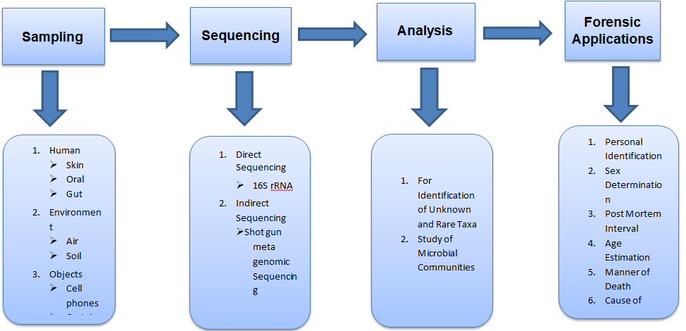 Figure 2: Scheme of Micro biome analysis pathway showing its sampling, sequencing, analysis and forensic applications.