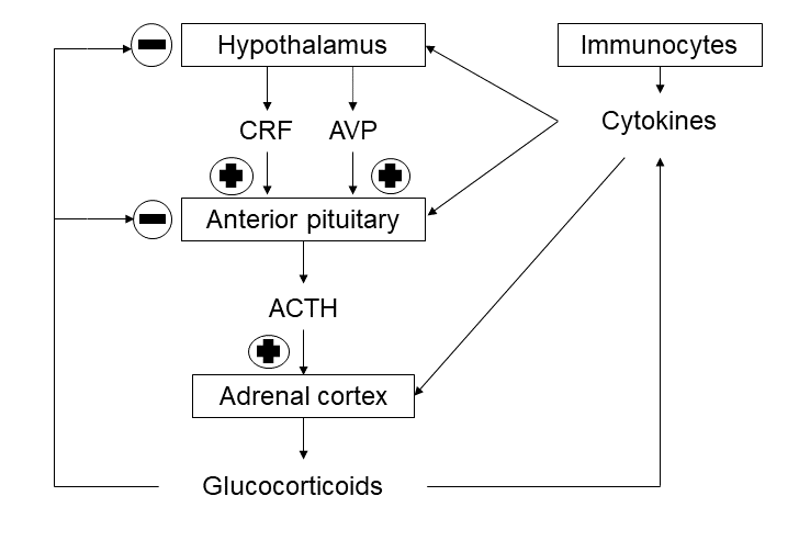 Figure 2: General scheme of classical HPA axis, modified by the involvement of cytokines.