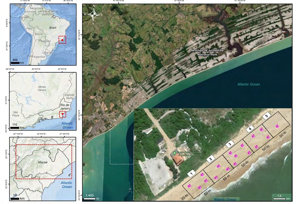 Figure 1: Geographic map of the study area showing the municipality of Macaé on the coast of Rio de Janeiro State, Brazil. The Municipal Natural Park of Barreto’s Restinga (PNMRB) is separated from the Jurubatiba’s Restinga National Park by an urban area. The white dashed indicates the sampling area and the plots within the 250 m transect in the sandy cord.