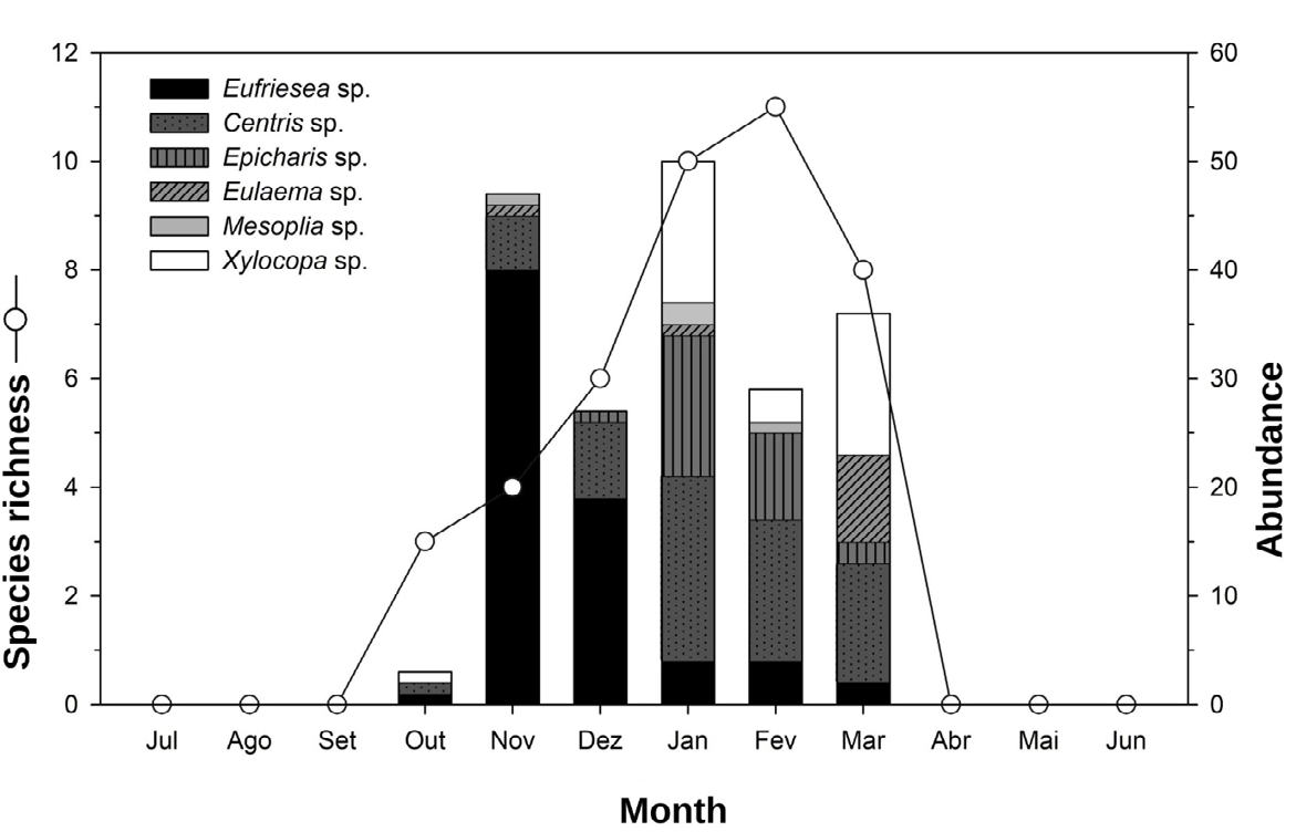 Figure 3: Richness and abundance of floral visiting bees of Canavalia rosea collected during the sampling months (2019/2020) in the Municipal Natural Park of Barreto’s Restinga, Macaé, Rio de Janeiro State, Brazil.