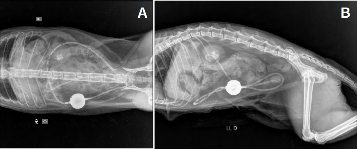 Figure 4: Radiograph after implantation of the subcutaneous ureteral bypass system in right kidney. A. Dorsal ventral projection. B. Right lateral projection. Font: Errante, 2022.