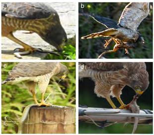 Figure 3: Photographic records of herpetofauna preyed by Roadside Hawks [Rupornis magnirostris], and produced by citizen scientists in the Caatinga and the Atlantic Forest, Brazil: [a] a snake [Squamata] being preyed at Petrópolis-RJ; [b] a toad [Anura] captured at Vila Maria-RS; [c] a snake [Squamata] being preyed at Silva Jardim-RJ; [d] a gecko [Squamata] captured at Natal-RN. Photo authors: Zeca Neiva [a], Cláudio Longo [b], Cesar Francischetti [c], Jorge Dantas [d].