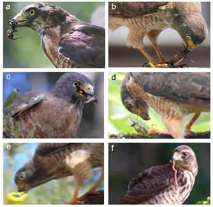 Figure 4: Photographic records of invertebrate prey captured by Roadside Hawks [Rupornis magnirostris], and obtained by citizen scientists in the Caatinga and the Atlantic Forest, Brazil: [a] a spider [Arachnida] captured at São Marcos-RS; [b] a grasshopper [Orthoptera] being preyed at Cabedelo-PB; [c] a grasshopper [Orthoptera] captured at União da Vitória-PR; [d] a praying mantis [Mantodea] captured at Timbé do Sul-SC; [e] a caterpillar [Lepidoptera] being preyed at Piracicaba-SP; [f] an earthworm [Haplotaxida] captured at Carapicuíba-SP. Photo authors: André Corá [a]; Thiago Zanetti [b], Joaquim Ribas [c], Michelle Ramos [d], Davi P. Silva [e], Carlos Moura [f].