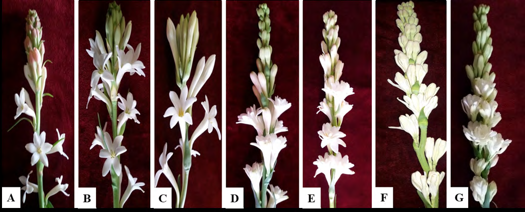 Figure 1: Variability in flowers of tuberose genotypes, A. (TR-001); B. (TR-002); C. (TR-003); D. (TR-004); E. (TR-005); F. (TR- 006) and G. (BARI Tuberose-1).