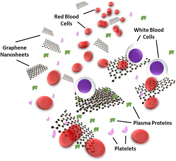 Figure 10: Nano-bio interactions of graphene Nano-materials with various blood plasma proteins and cells.