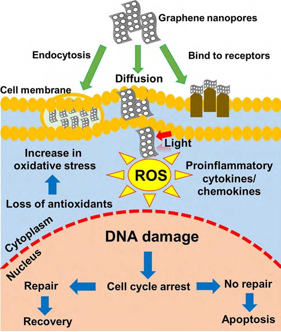 Figure 11: Graphene nanopores toxicology [26].