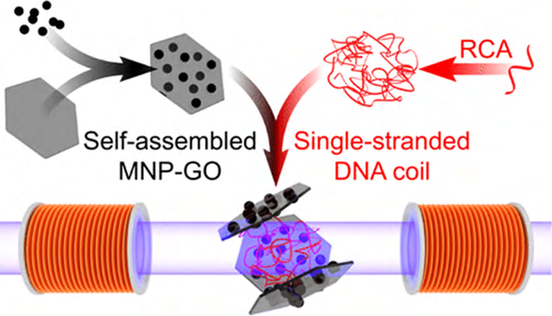 Figure 6: a 2-dimensional self-assembled magnetic nanoparticle–graphene oxide (M.N.P.-GO) nano composite is reported for the detection of D.N.A [9].