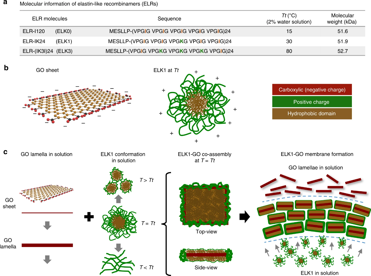 Figure 7: (a) Table summarizes the key information of the three elastin-like re-combiners (ELRs) used in the study comprising similar molecular- weight but different levels of hydro-phobicity (VPGIG) and positive charge (VPGKG). (b) Illustrations of the molecular-structure of a GO sheet and the supra-molecular organization of ELK1 at its transition temperature (Tt) (30 °C) indicating both the charged (red and green) and hydro phobic (brown) segments. (c) Schematic of the proposed mechanism of formation illustrating the molecular-supra-molecular conformation of the GO and ELK1 before and after the co-assembly at the ELK1’s Tt as well as their interaction for membrane formation.