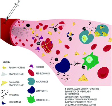 Figure 9: Main results of GO interaction with the blood components are summarized in this illustration of the injection of GO graphene oxide flakes in the blood-stream. The formation of the BC (1) prevents the hemolysis of red blood cells RBC (2a), Thrombosis (2b) and interaction with the complement-proteins (2c) are ascribed to GO. In (2d) some of the possible fates after macro-phage encounters are shown: extra-cellular blocking or intra-cellular uptake. The release of cytokines occurs when macro-phages uptake GO. Aggregates of GO in macro-phage cytoplasm induce the production of the pro-inflammatory cytokines. Dendritic-cells fail to present antigens to lymphocytes when they uptake GO (2e). Lymphocyte activity is not inhibited, and BC protects lymphocytes from apoptosis (2f) [14].