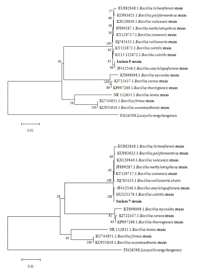 Figure 3: Neighbor joining phylogenetic trees of isolates 5 and 7 derived from partial 16S rRNA gene sequences. The numbers at the nodes represent percentage bootstrapvalues based on 1000 replicates. The horizontal scale bar indicates a distance of 0.01.