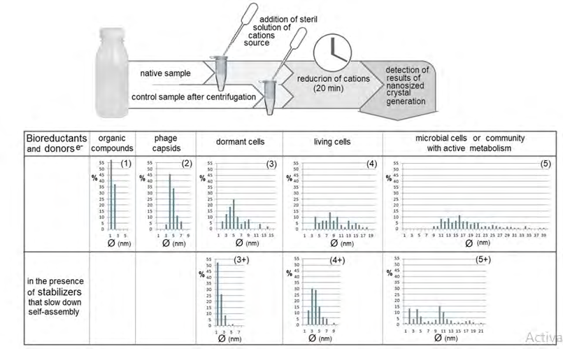 Figure 4: Scheme of the DBNG protocol and algorithm for interpreting the size distribution of generated biogenic nanoparticles for assessing the metabolic activity of microorganisms. Typical histograms of the size distribution of silver nanoparticles are shown in cases where the formation of nanoparticles is carried out: 1 - in a complete sterile medium, 2 - in a suspension of viral particles, 3 - in a suspension of resting bacterial cells, 4 - in a suspension of bacterial cells in an early logarithmic growth phase, 5 – in a suspension of an actively metabolizing microbial community. In variants 3+, 4+, and 5+ cells secrete stabilizers of nanoparticles that prevent their enlargement.