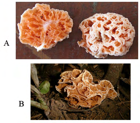 Figure 1: Different Spongiforma spp. (SpongeBob fungi). (A). Spongiforma squarepantsii. Locality: Malaysia. Cited in: https://www.mycoportal.org. (B). Spongiforma thailandica. Locality: Thailand. Cited in: http://iucn.ekoo. se/iucn/species_view/540807/.