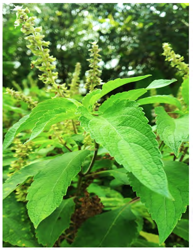Figure 1: _Ocimum gratissimum_ Plant.