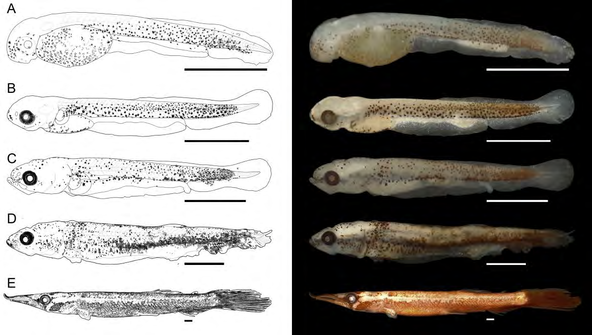 Figure 1: Early development of Boulengerella cuvieri (Spix & Agassiz, 1829): A) Yolk-sac (3.06 mm); B) late yolk-sac (3.93mm); C) Preflexion (4.42 mm); D) Flexion (6.88 mm); E) Postflexion (30.06 mm). Bars= 1 mm.