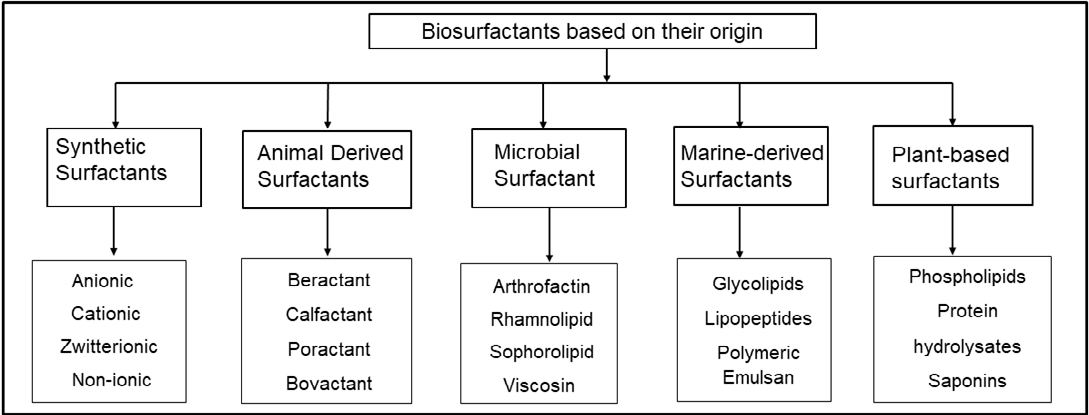 Figure 1: A lack or malfunction of pulmonary surfactant, which makes up the lung’s lining components, causes respiratory distress syndrome (RDS). Animal-derived surfactant extracts can be obtained from either animal or human sources. Receiving treatment with animal-derived surfactant extract reduces the risk of lung injury (pulmonary interstitial emphysema) [14], lung rupture (pneumothorax), death, and chronic lung injury (bronchopulmonary dysplasia) or death in infants with established respiratory distress syndrome. From a variety of herbal resources, including leaves, stems, rhizomes, corms, roots, pods, flowers, fruits, seeds, exudates, etc., herbal bio-polysaccharides (also known as plant surfactants) are extracted. Herbal bio- polysaccharides have undergone extensive research over the recent decades and have been utilized as emulsifiers, gel formers, binders, stabilizers, thickeners [15], suspending agents, disintegrants, matrix formers, release retardants, mucoadhesive agents, film formers, coating materials, etc. in several drug delivery dosage forms, including suspensions, emulsions, tablets, capsules, gels, hydrogels. Bio-surfactants with marine origins provide several benefits, including high biodegradability, higher temperature and pH tolerance, low toxicity, high biocompatibility, strong foaming capacity, and improved emulsifying capabilities [16]. They can interact both specifically and non-specifically with biological molecules like proteins and lipid membranes, which enable them to be used for a variety of pharmacological activities such as antioxidant, anti-microbial, anti-cancer, anti- aging, and anti-inflammatory ones in addition to reducing interfacial tension. They can be used as multi-functional components in cosmetic and pharmaceutical formulations because of their numerous activities, which will lower the cost of the finished product [17]. These substances are well known for their variety of uses in the home, on one’s person, in food, in medicine, and even at the industrial level. They can emulsify oily substances, making them both competent for oil exploration through the microbial enhanced oil recovery (MEOR) technique and particularly helpful as a cleaning agent for residential or industrial purposes [18]. Additionally, they have significant applicability as a potential weapon to combat petroleum-based contamination of oil and water. They can also be employed as a medicine delivery mechanism, an emulsifier in the baking industry, and an anti-adhesive agent. They are produced by a variety of microbes, including _Pseudomonas spp., Bacillus spp., Acinetobacter spp., Candida_ _spp., Sphingomonas spp., Cryptococcus spp., Pseudozyma spp.,_ _Kurtzmanomyces spp., Rhodococcus spp.,_ and _Arthrobacter spp_ [19]. These surfactants’ exceptional distinguishing qualities and applications might be beneficial for a wide range of bio- medical fields, such as dermatology, drug delivery, anticancer treatment, surfactant therapy, vaccine formulation, personal hygiene care goods, and many others [20]. They serve as stabilizers and are mostly utilized as an active ingredient in emulsions. Surfactants’ ability to self-assemble is a very effective feature for medication delivery systems. Surfactants are inescapably going to have an impact on the solubility of the products in this regard as the majority of pharmaceutical medicines exhibit poor water solubility [21]. Surfactants are employed in medicinal beverages to solubilize vitamin E, vitamin D, other medicinal substances, and other essential oil components [22]. Surfactants are helpful in the formulation of creams, lubricants, gels, and ointments [23]. They also help drugs penetrate the body more deeply. Surfactants are additionally utilized to stabilize semisolid compositions. Many researchers have documented the antibacterial, anti- adhesive, antibiofilm, anti-inflammatory, and antioxidant properties of surfactants about their potential use in medicine over the years [24]. The source of surfactants and how they are used in the formulation are outlined in this work.