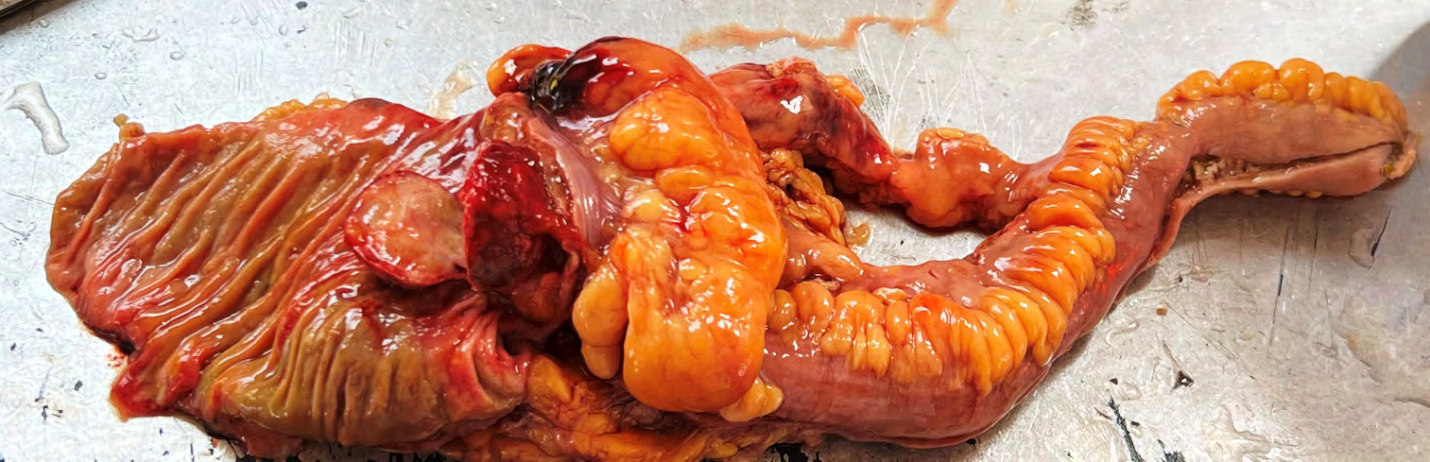 Figure 2: Cut section of cecum mass, soft to firm, tan yellow, fleshy with focal area of hemorrhage.