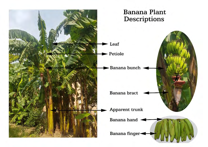 Figure 6: Representation of various parts of banana plant.