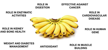 Figure 7: Potential health benefits of banana.
