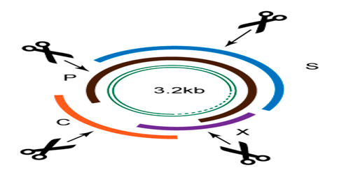 Figure 1: Hepatitis B Treating Method of Targeting of Specific ssRNA ToolByCRISPR/Cas9.