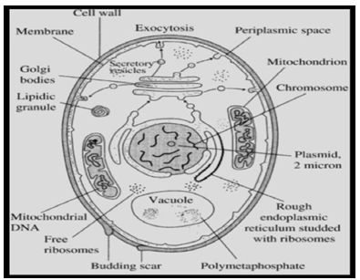 Figure 1: Generalized structure of yeast cell.