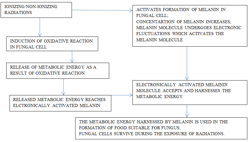 Figure 2: Schematic Representation of Probable behavior of fungal cells (specifically those having melanin) when exposed to radiations.