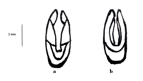 Figure 1: (a): Aedeagi. Laccobius mosslemi sp.nov dorsal view, (b): ventral view.