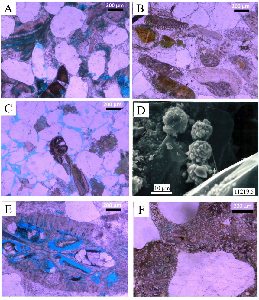 Figure 13: (A) Carbonate lithofacies with reworked sandstone and algae (PPL). (B) Skeletal and non-skeletal grainstone with reworked glauconitized red and green algae (PPL). (C) Sandstone with benthic foraminifera and shell fragments. Note the foraminifera have been partially pyritized calcite cementation fills the pores to reduce the reservoir quality in addition to the glauconite precipitation in parts (PPL). (D) SEM micrograph presents the pyrite precipitation around the quartz grains (PPL). (E) Reworked macroforaminifera with intraparticle secondary porosity and rhombic dolomite precipitation (PPL). (F) Late stage dolomitization fill the pore spaces and reduce the primary porosity (PPL).