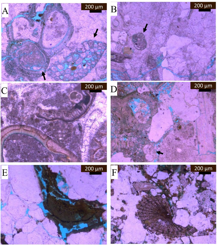 Figure 9: (A) Intraclasts grainstone. The intraclasts of botryoidal grains with intraparticle porosity (black arrows). Reworked green algae with dissolution porosity. Note the spar cement has filled the intergranular pores (PPL). (B) Foraminiferal wack- packstone with spar calcite filling the pores. Reworked blue-green algae of stromatolite and secondary dissolution porosity (PPL). (C) Pelecypod and shell fragment packstone, calcite has been micritized and the shell fragments filling with with spar calcite in parts (PPL). (D) Packstone of reworked algae with quartz grains. The algae have been dissolved to form secondary porosity enhancement (PPL). (E) Reworked algal fragments with preserved aragonite and shallow burial glauconitization with selective pyrite crystals filled the cast in parts. Intergranular primary porosity with secondary dissolved porosity exists (PPL). (F) Reworked foraminiferal shell with partially glauconitized (PPL).