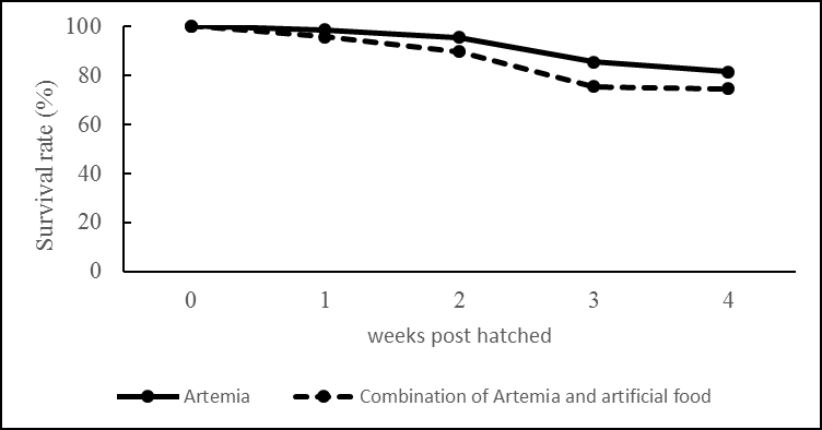 Figure 3: The survival rate of larvae consumed live feed Artemia salina only and a combination between Artemia and artificial food Growth parameters, namely body length and weight gain are presented in Figures 4 & 5. The ANOVA results showed that there was a significant difference in the percentage of body length gain (P<0.01) and the percentage of weight gain (P<0.05) between treatments. The larvae treated with Artemia showed better results for the higher percentage of weight gain and length than those fed Artemia combined with artificial feed. These results indicate that fish need live feed in the early stages of life to support their development and growth. In addition, the live feed also contains the required nutritional composition with high protein content (46%) by the larvae and the enzyme composition that is suitable for the digestive system of the larvae. As it is known that at the larval stage, the digestive enzymes of larvae have not been produced completely, so that the digestive enzymes of larvae need the help of enzymes from outside to encourage the digestive process, these enzymes can be obtained from live feed consumed by fish larvae [16,17]. Whereas artificial food does not contain digestive enzymes, the larvae have to digest the food by relying on the body’s digestive enzymes. Because the digestive enzymes are not yet perfect, the digestion process of artificial feed is not perfect, so the feed’s nutrients cannot be utilized optimally to support larval growth. To support growth, larvae must consume nutrients. Food intake depends on the density, size, and type of prey (food). The size of prey that larvae can consume depends on the size of the mouth of the larva. As the larva’s body size increases, the chosen prey is also larger in size. This study showed that live feed could significantly influence snakehead fish larvae’s growth performance since this live feed can affect the feed ingestion and assimilation of larvae [18].