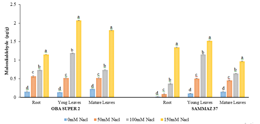 Figure 2: Malondialdehyde levels (µg/g) of two varieties of maize exposed to the same level of different concentrations of NaCl for 21 days. Values are expressed as mean ± SEM of three replicates. Significant difference between the means was determined using Duncan’s test at (p < 0.05), mean in the column followed by the same letter (s) are not significantly difference at 5% level.