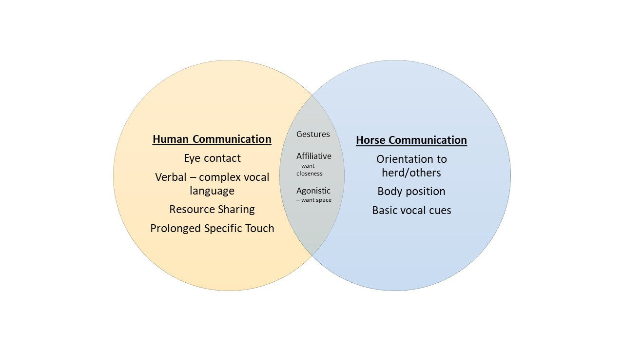 Figure 1: Species-specific and potential overlaps for the mutual development of language between humans and horses.