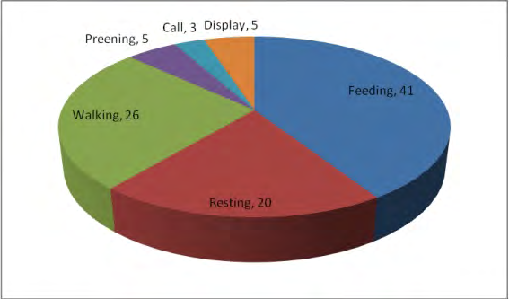 Figure 5: Activity budget of peafowls in the study site.