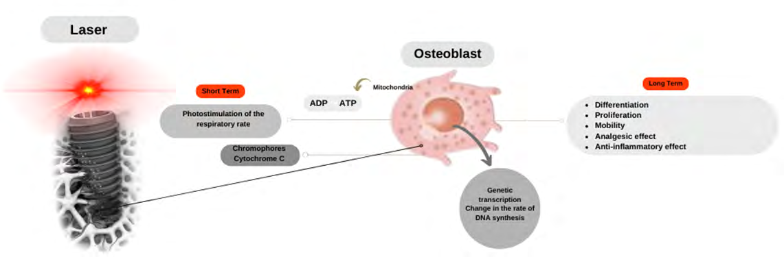 Figure 1: Schematic sketch of the possible mechanisms of LASER photobiomodulation in the proliferation and differentiation of osteoblasts. Source: Made by the authors.
