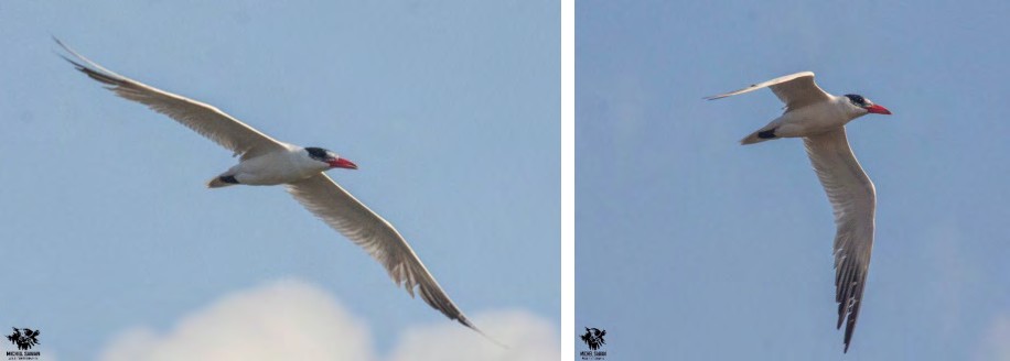 Figure 1: Caspian Tern _Hydroprogne caspia_.