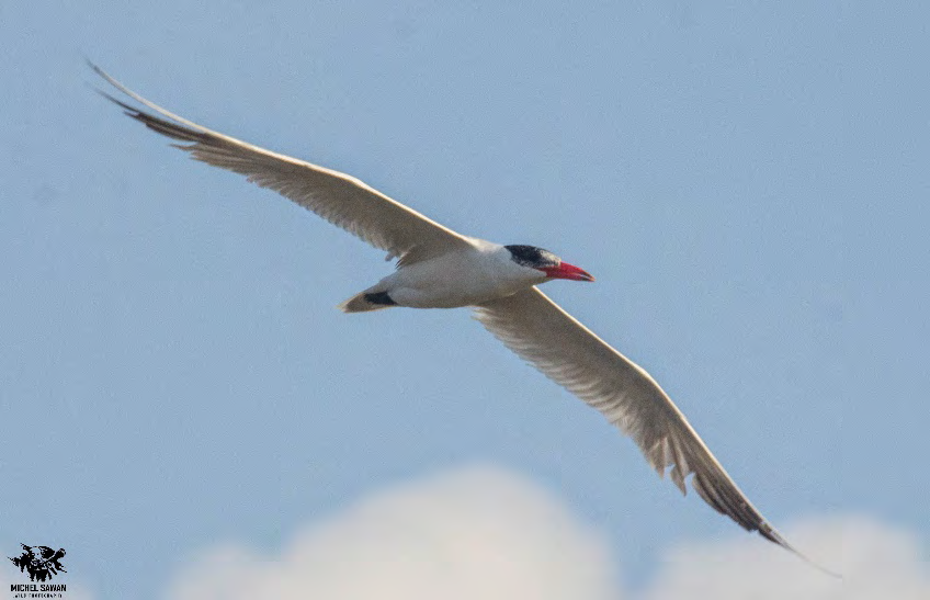 Figure 1: Caspian Tern Hydroprogne caspia.