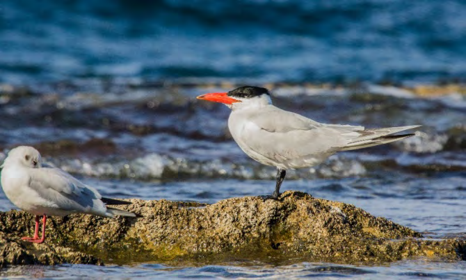 Figure 2: Caspian Tern Hydroprogne caspia resting on the shore near a Black-headed Gull.
