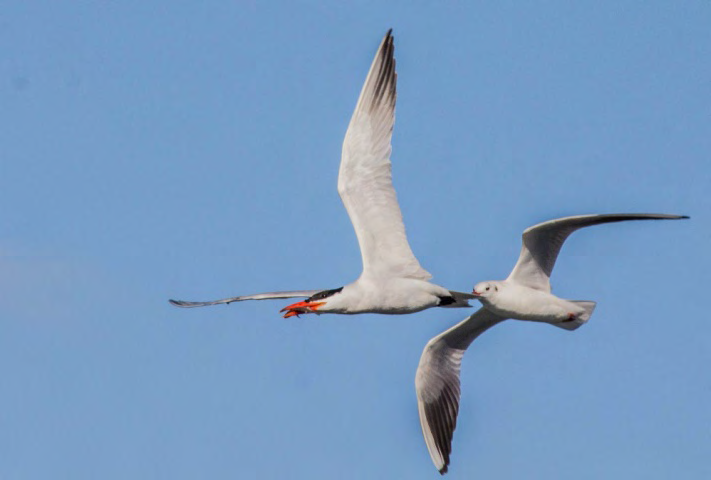 Figure 3: Black-headed Gull Chroicocephalus ridibundus chasing a Caspian Tern Hydroprogne caspia to steal his fish.